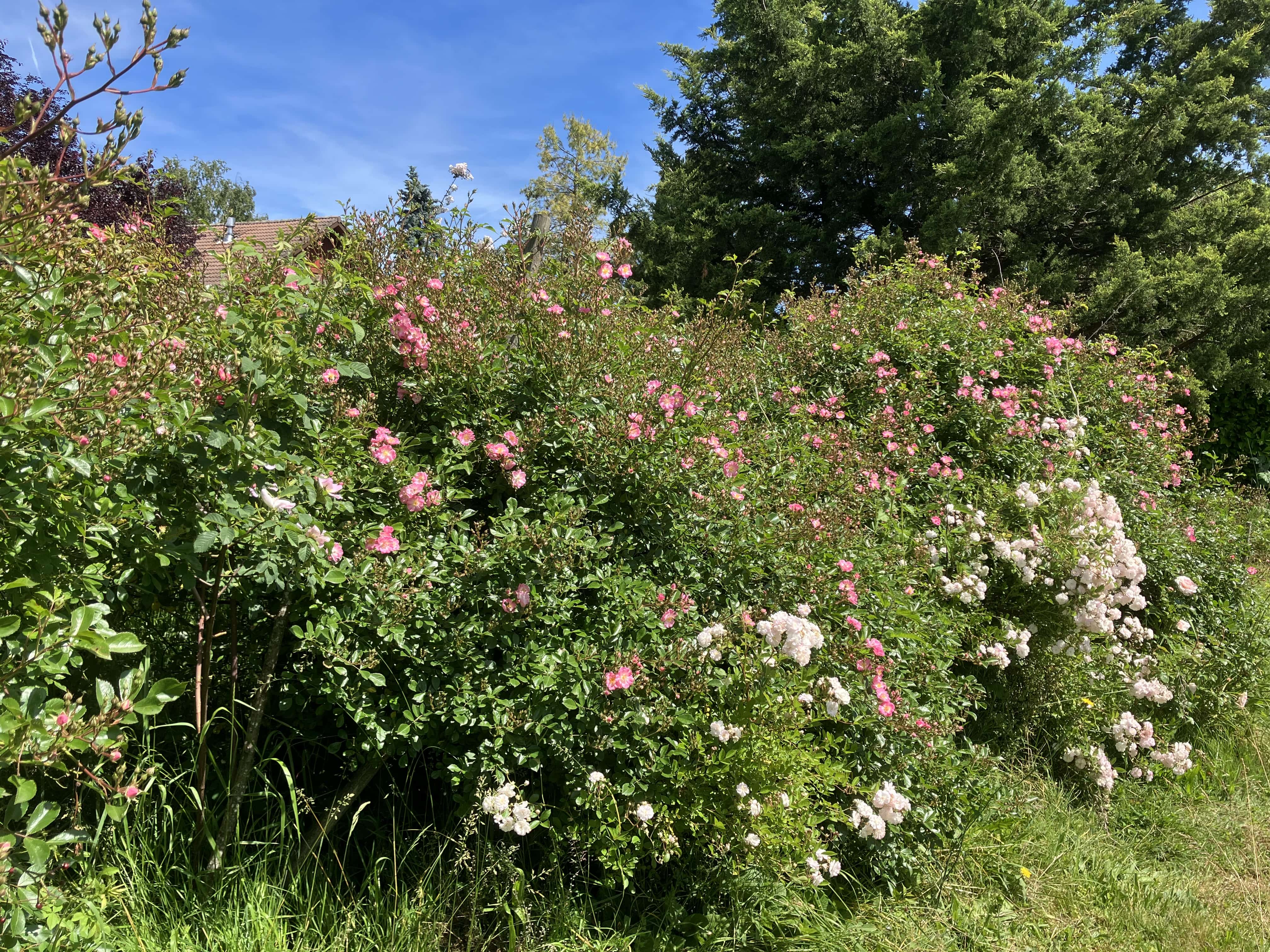 Les rosiers buissons toujours éxubérants