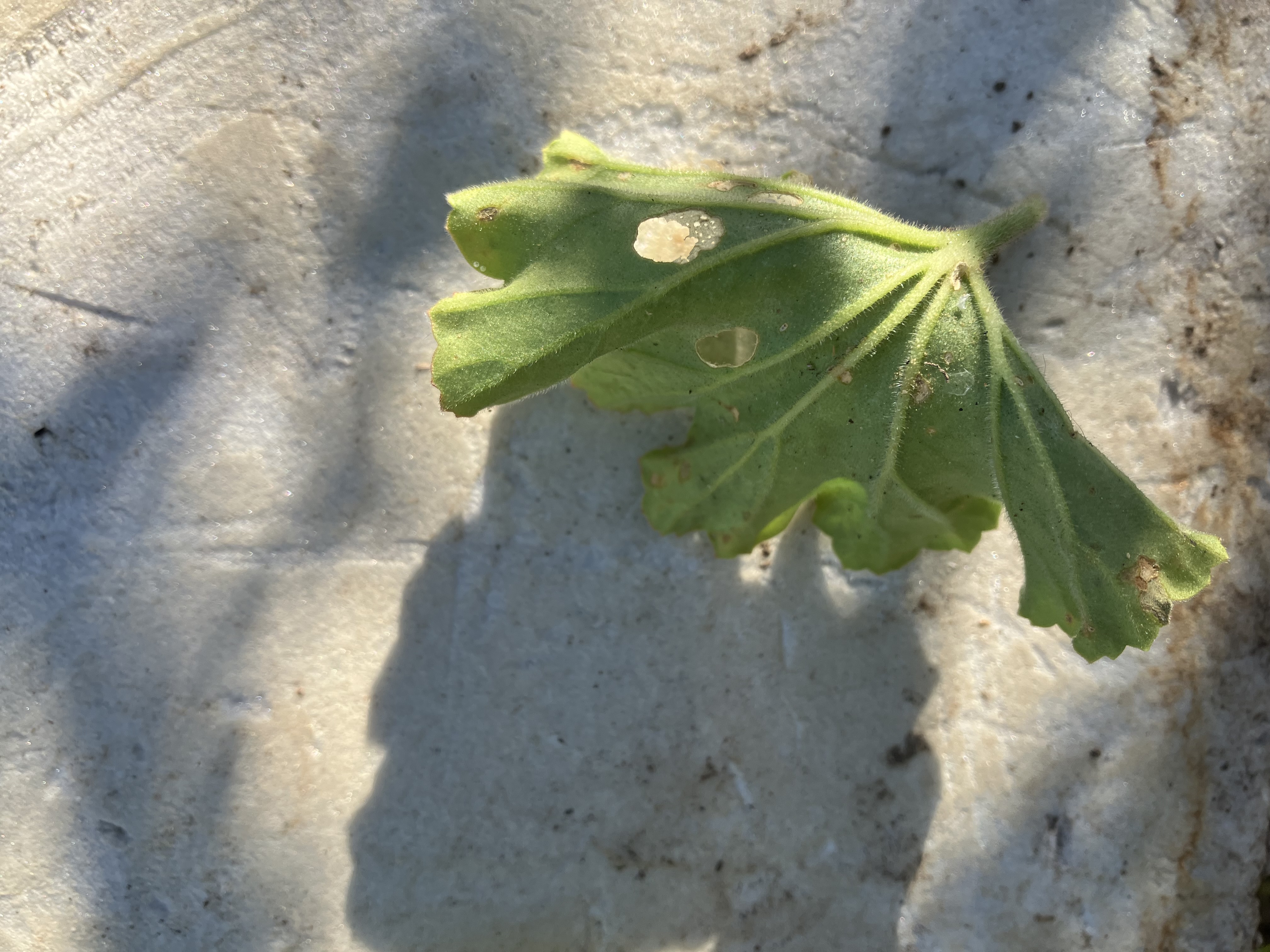 feuille