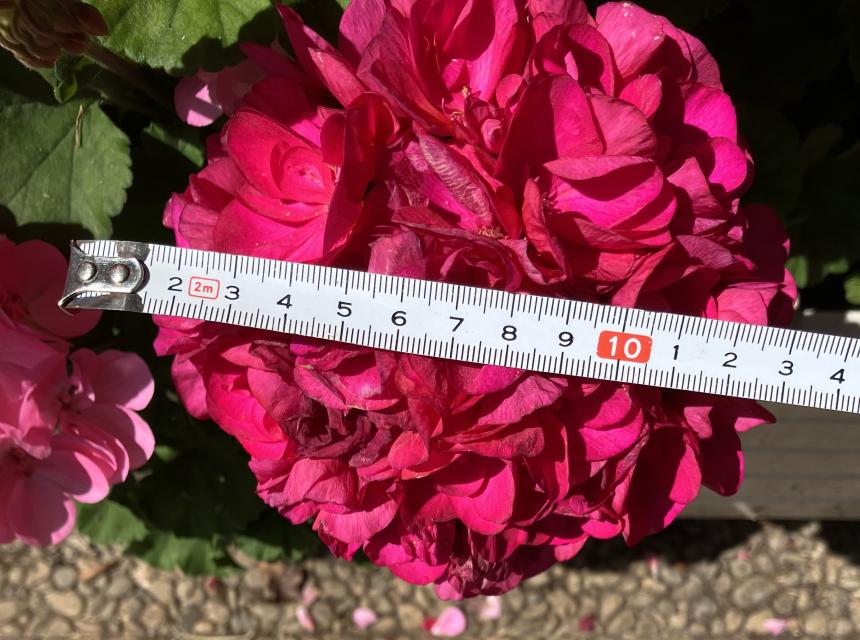 gros géranium